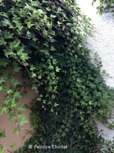 Hedera_helix