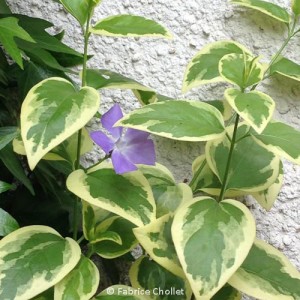 Vinca_major_Variegata