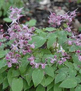 Epimedium_02