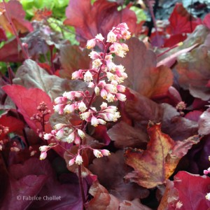 Heuchera_Fire_Alarm_01