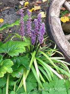 Liriope_Muscari_Ingwersen