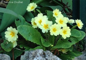 Primula_vulgaris