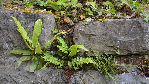 Asplenium_scolopendrium_et_