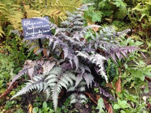 Athyrium_niponicum_Burgundy