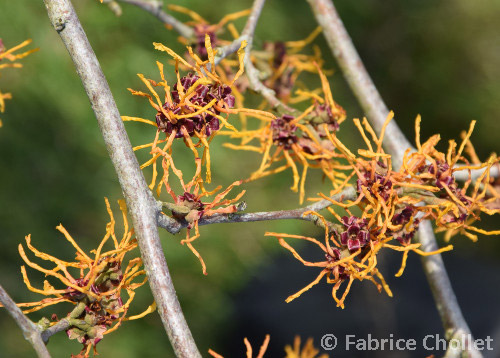 Hamamelis x intermedia 'Aphrodite'