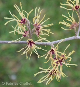 HAMAMELIS intermedia FEUERZAUBER (Hamamélis, Noisetier des sorcières)