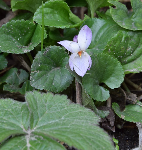 Viola_odorata_Mrs_R_Barton