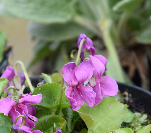 Viola_odorata_Red_Charm