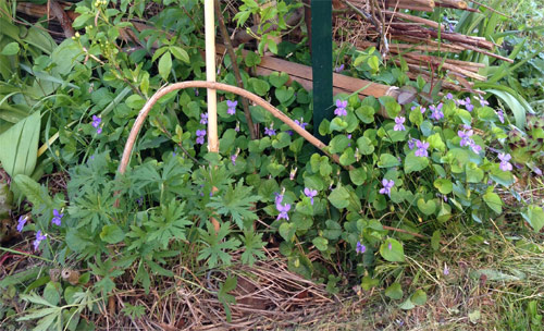 Une scénette de lisière : les violettes fleurissent du mois de mars au mois de mai, le Geranium vivace 'Summer Skies' (au premier plan à gauche) prend le relais à partir du mois de juin.