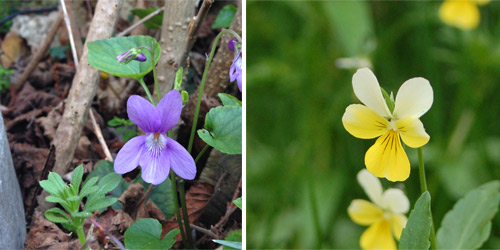 De gauche à droite, une violette puis une pensée.