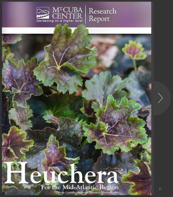 Heuchera_Mt_Cuba