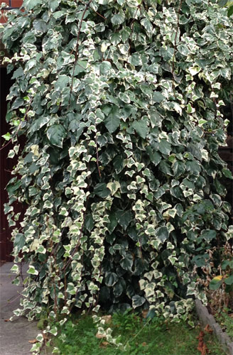 Hedera canariensis Gloire de Marengo