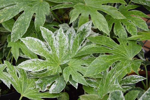 Fatsia japonica Spider Web