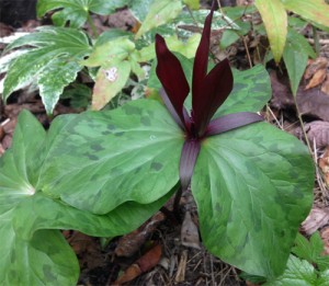 Trillium chloropetalum var. giganteum