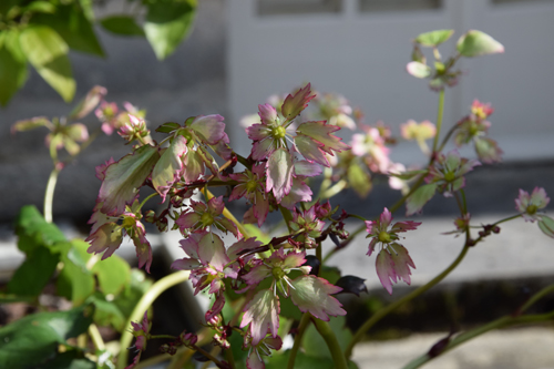 Saxifraga fortunei 'Lakme' 