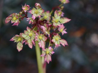 Saxifraga fortunei 'Lakme'