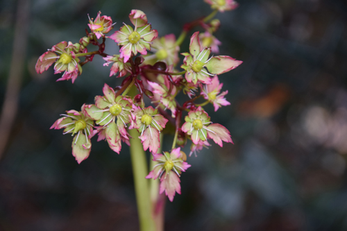 Saxifraga fortunei 'Lakme'