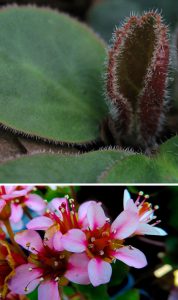 Bergenia ciliata 'Dumbo'