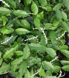 Chloranthus oldhamii