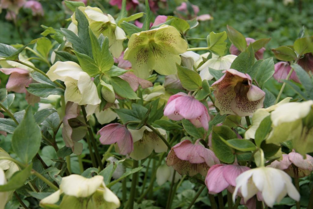 Hellebores ©KarenRoe