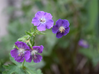 Geranium phaeum 'Piton de Tournefort'