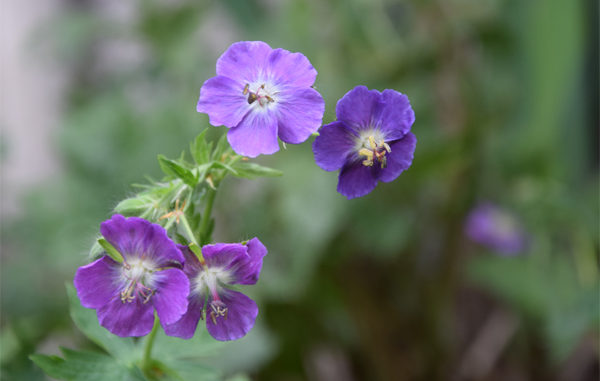 Geranium phaeum 'Piton de Tournefort'