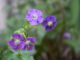 Geranium phaeum 'Piton de Tournefort'