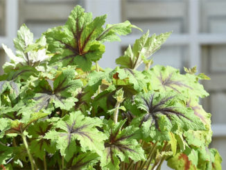 x Heucherella ‘Art Nouveau’