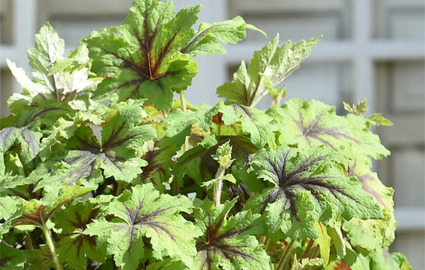 x Heucherella ‘Art Nouveau’