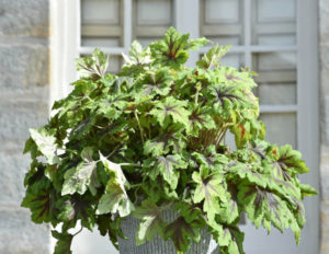 x Heucherella ‘Art Nouveau’