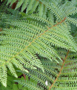 Polystichum setiferum 'Herrenhausen'