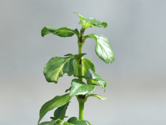 Rungia Klossi