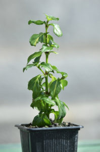 Rungia Klossi