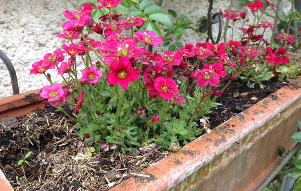 Saxifraga_arendsii