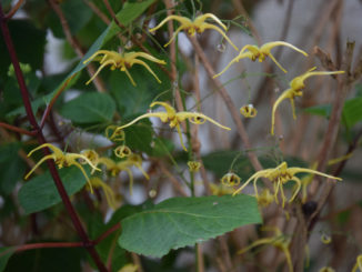 Epimedium wushanense 'The Giant'