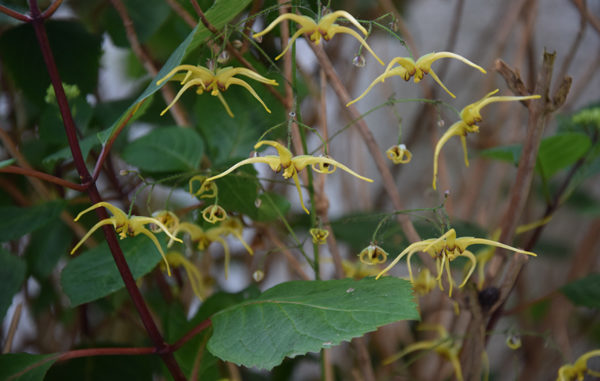 Epimedium wushanense 'The Giant'