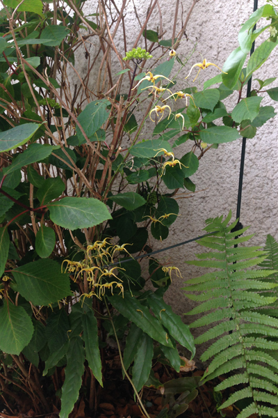 Epimedium wushanense 'The Giant' 