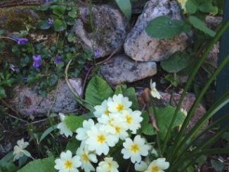 Viola odorata et Primula vulgaris