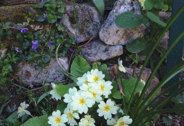 Viola odorata et Primula vulgaris