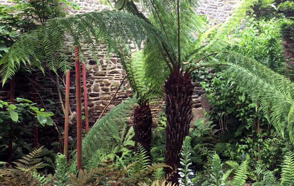 Dicksonia antartica aux Jardins de La Ballue ©FabriceChollet