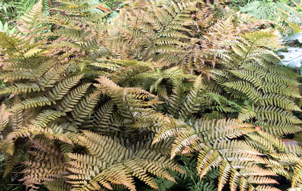 Dryopteris erythrosora Dryopteris erythrosora
