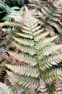 Dryopteris erythrosora