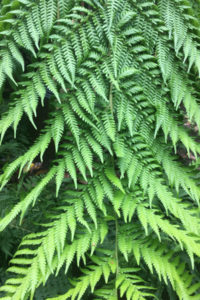 Fronde de Dicksonia antartica ©FabriceChollet