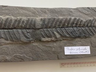 Pecopteris polymorpha ©FabriceChollet