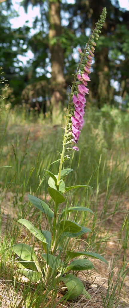 Digitalis purpurea