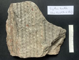 Sigillaria tessellata