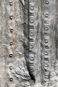 Sigillaria tessellata, bases foliaires