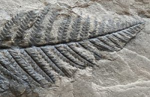 Pecopteris polymorpha ©FabriceChollet