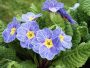 Primula acaulis 'Blue Pirate'