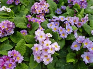 Primula acaulis 'Purple Cascade'